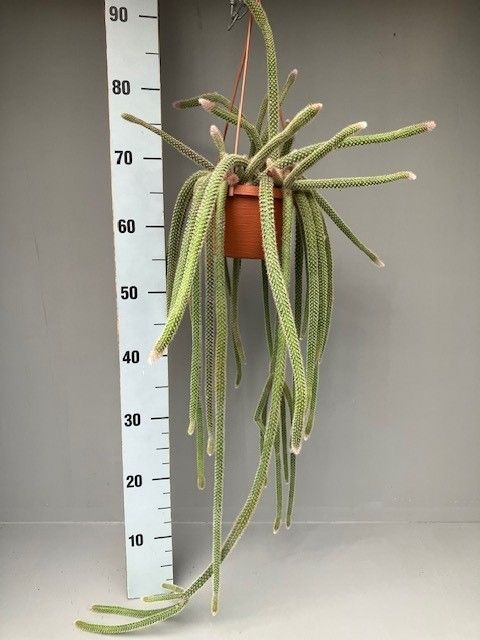 Aporocactus.