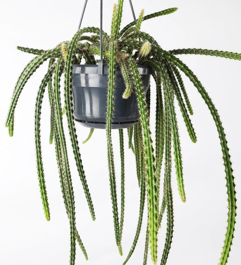 Aporocactus