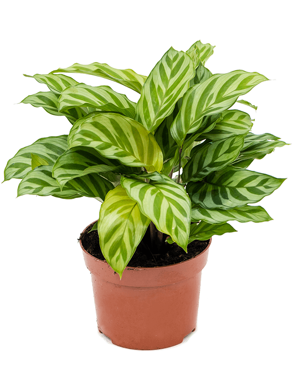 Calathea Freddie