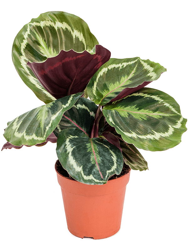 Calathea Medallion