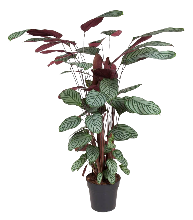 Calathea Oppenheimiana