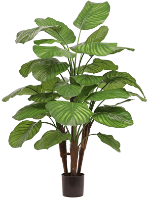 
                  
                    Calathea orbifolia artificielle
                  
                