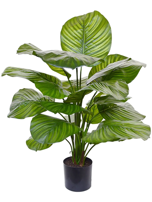 
                  
                    Calathea orbifolia artificielle
                  
                