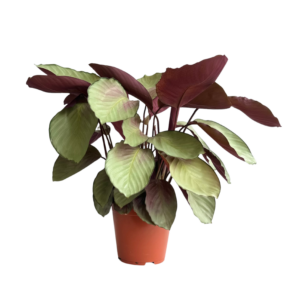 Calathea Silver Plate