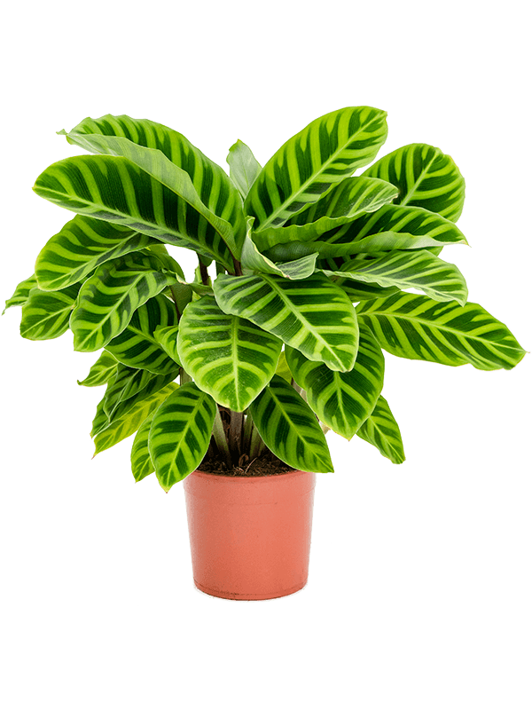 
                  
                    Calathea zebrina
                  
                