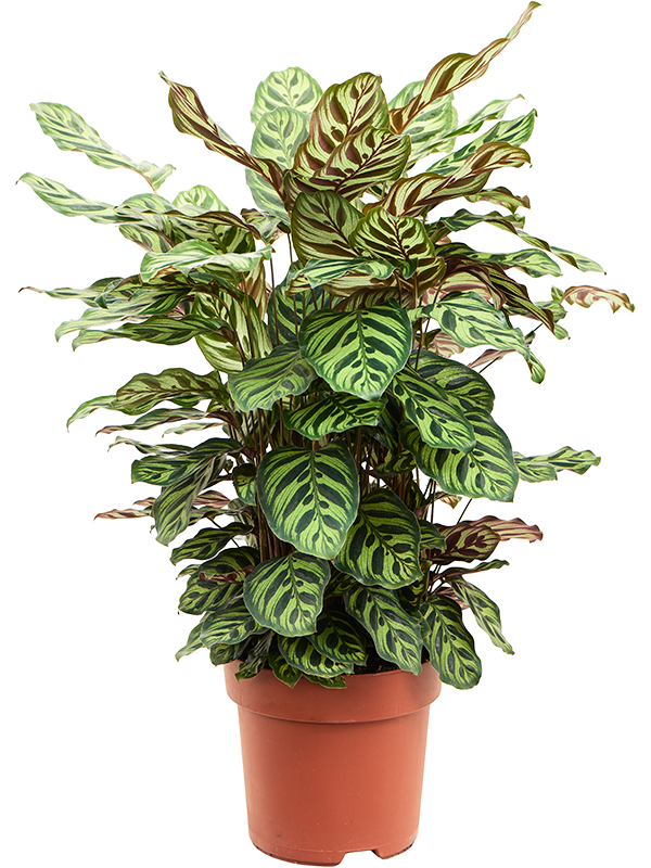 
                  
                    Calathea makoyana
                  
                