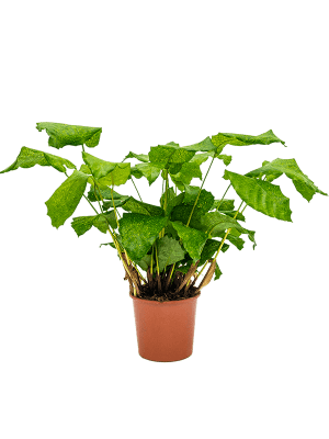 Calathea musaica