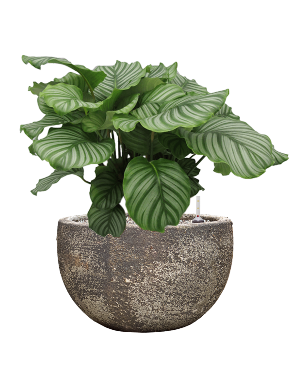 Calathea Orbifolia en pot baq Sandora