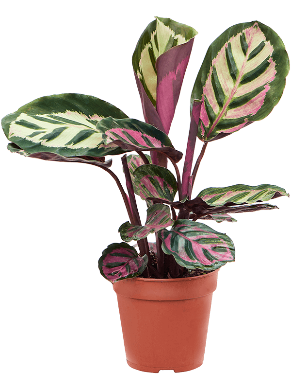 
                  
                    Calathea roseopicta Cora
                  
                