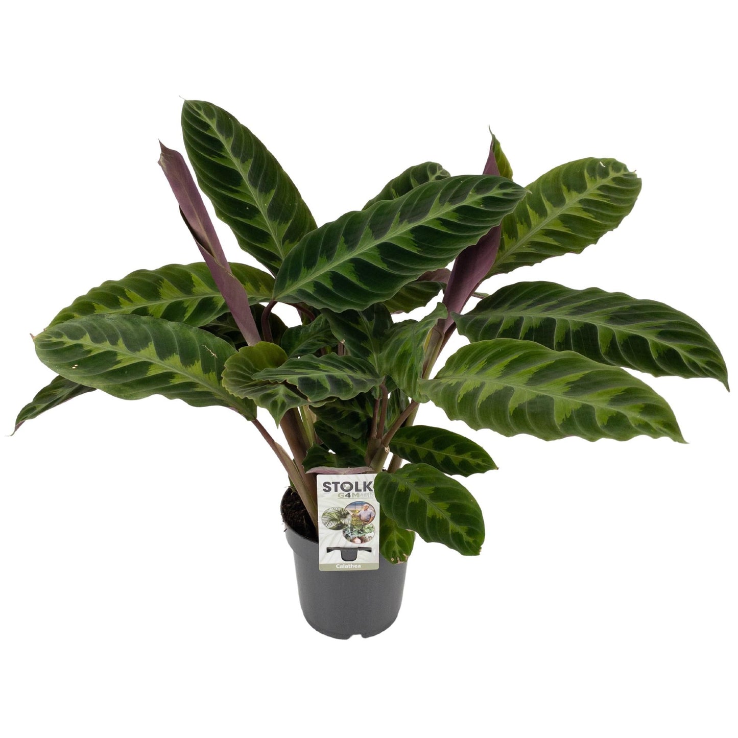 
                  
                    Calathea warscewiczii
                  
                