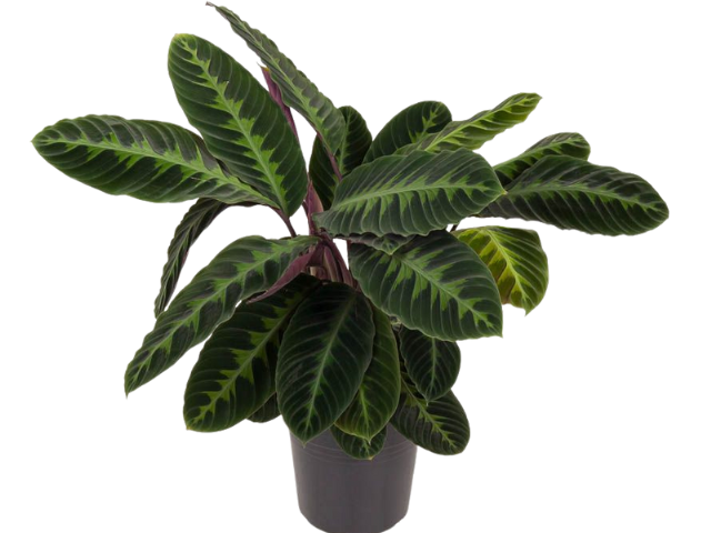Calathea warscewiczii