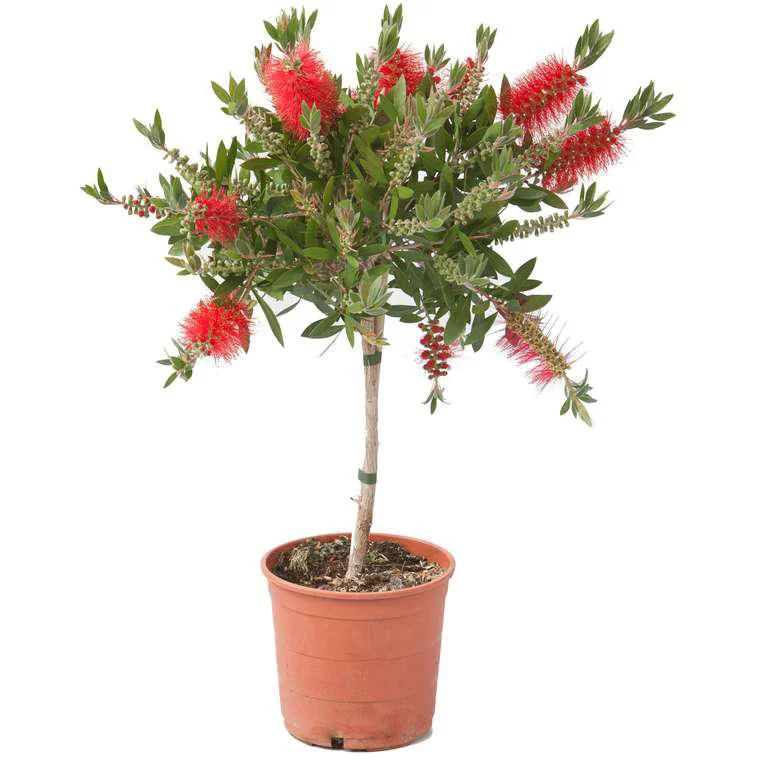 
                  
                    Calistemon
                  
                