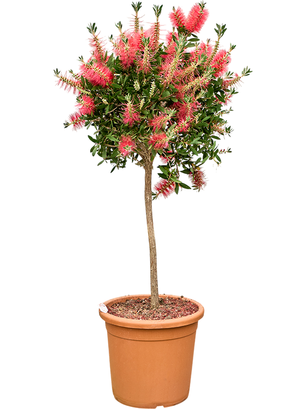 Callistemon citrinus Splendens