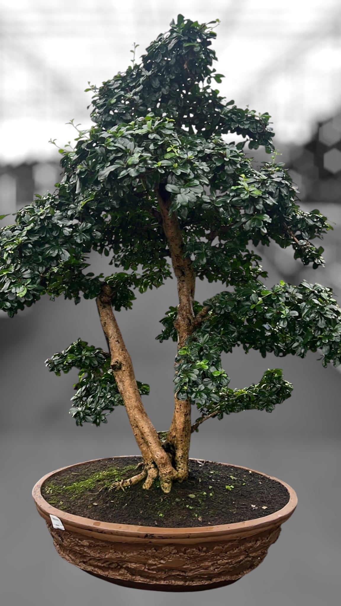 
                  
                    Bonsai Carmona retusa macrophylla
                  
                