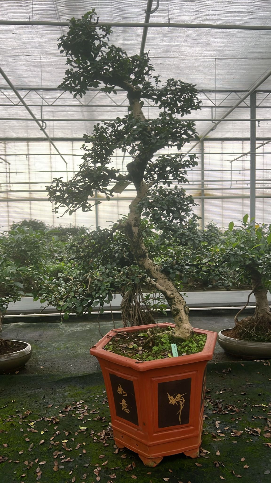 
                  
                    Bonsai Carmona retusa macrophylla
                  
                
