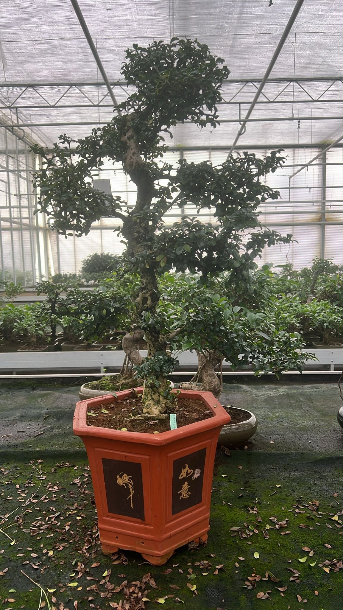 
                  
                    Bonsai Carmona retusa macrophylla
                  
                