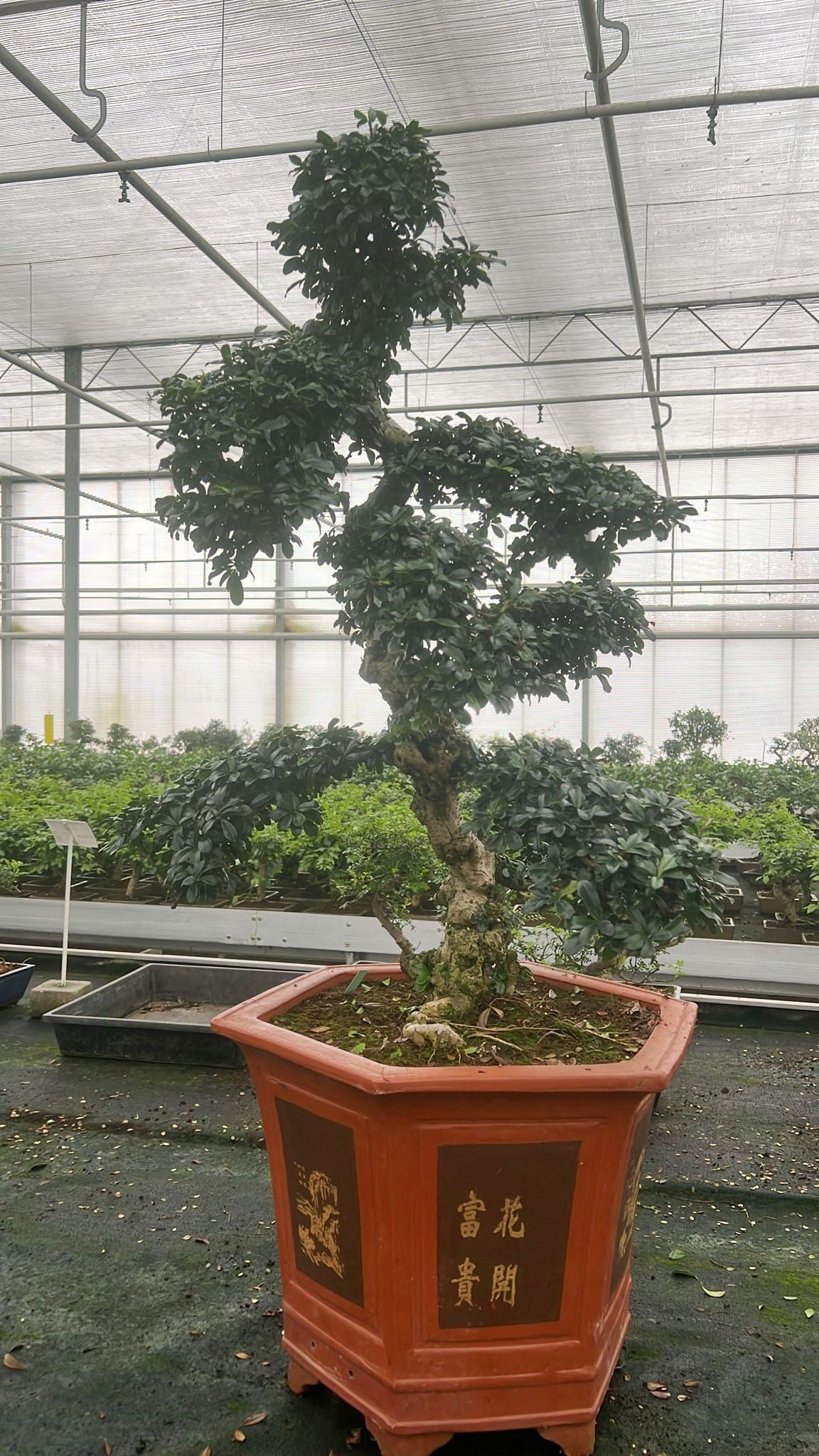 
                  
                    Bonsai Carmona retusa macrophylla
                  
                