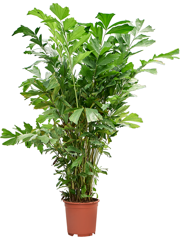 
                  
                    Caryota Mitis
                  
                
