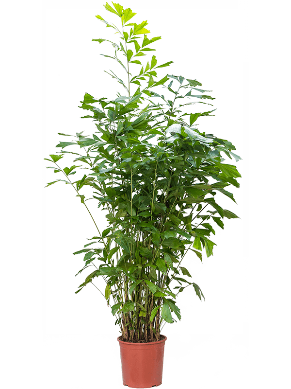 
                  
                    Caryota Mitis
                  
                