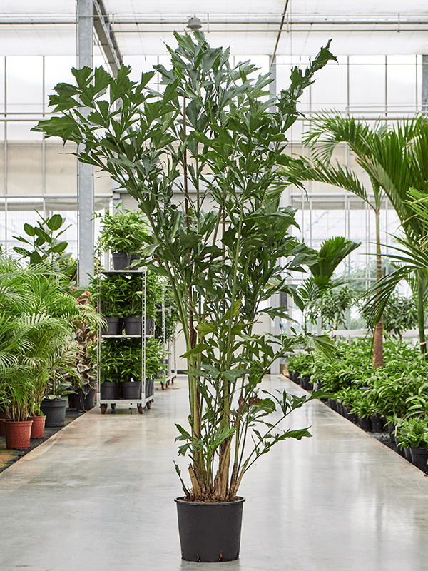 
                  
                    Caryota Mitis
                  
                