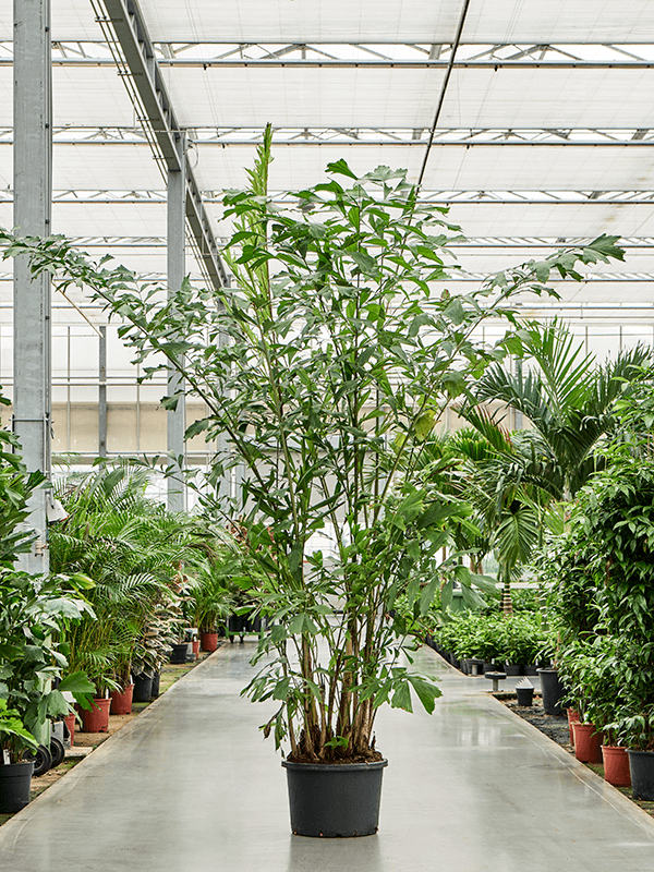 
                  
                    Caryota Mitis
                  
                