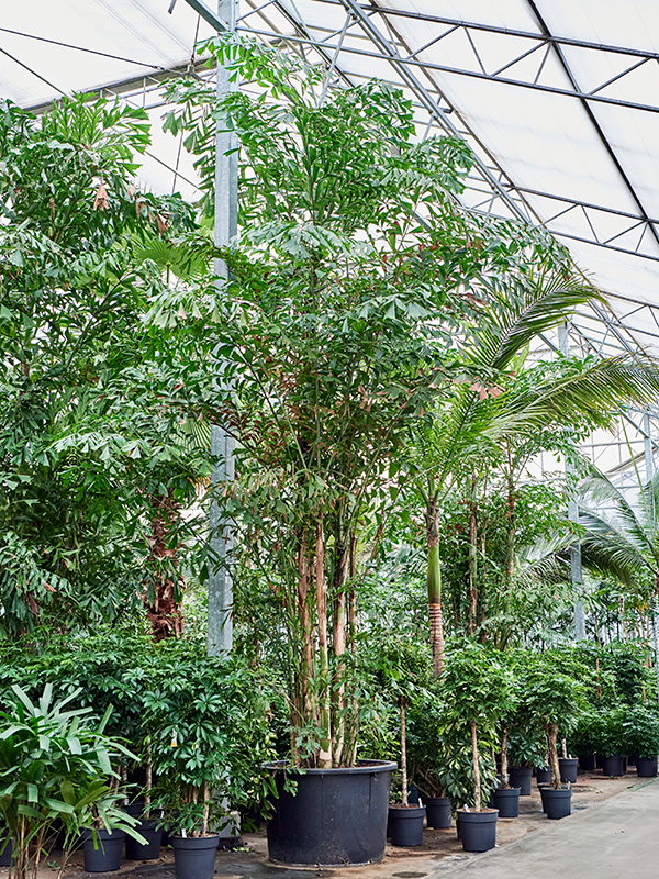 
                  
                    Caryota Mitis
                  
                