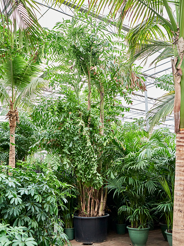 
                  
                    Caryota Mitis
                  
                