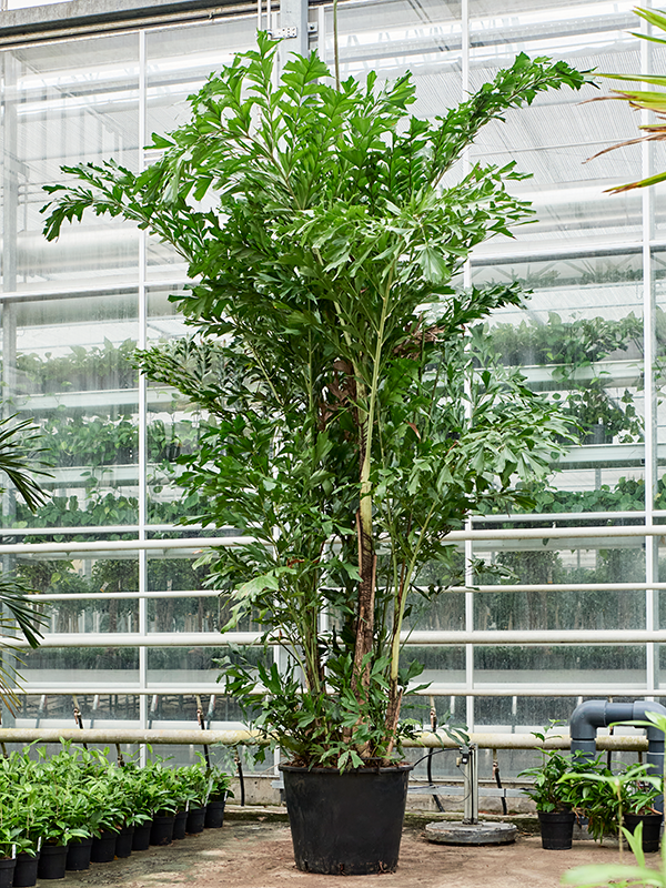 
                  
                    Caryota Mitis
                  
                