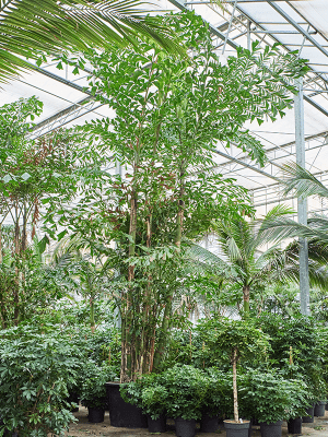 
                  
                    Caryota Mitis
                  
                