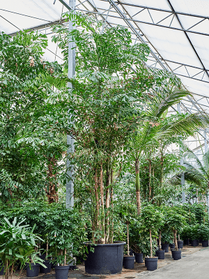 
                  
                    Caryota Mitis
                  
                