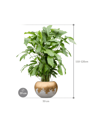 
                  
                    Composition Caryota mitis en Baq Luxe Lite Glossy
                  
                