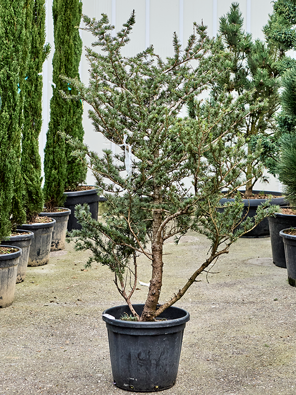 Cedre du liban Sargentii