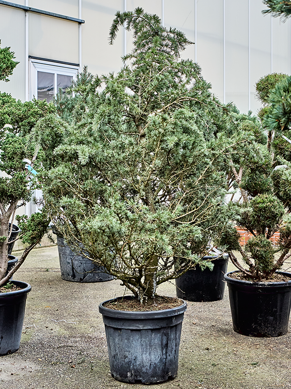 
                  
                    Cedre du liban Sargentii
                  
                