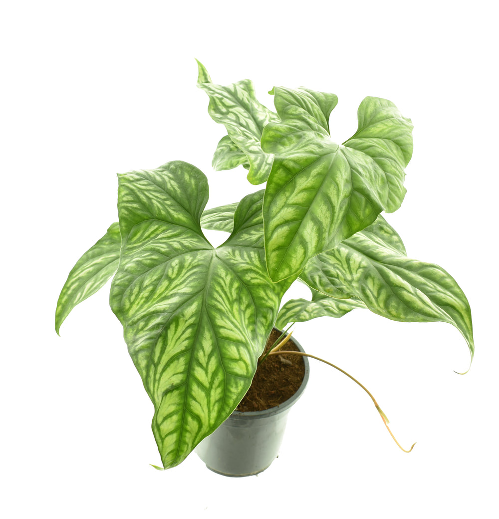 Cercestis mirabilis