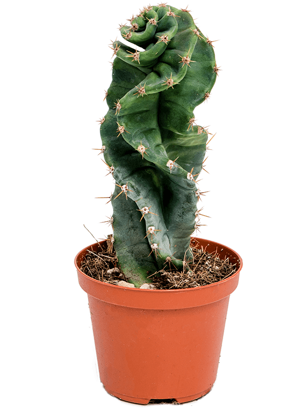 Cereus jamacaru Spiralis