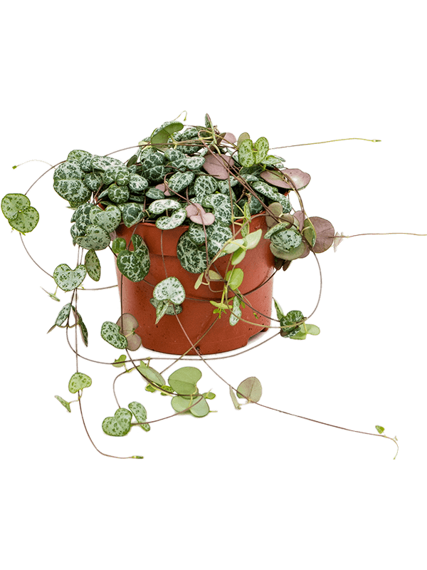 
                  
                    Ceropegia Woodi "Chaîne de Cœur"
                  
                