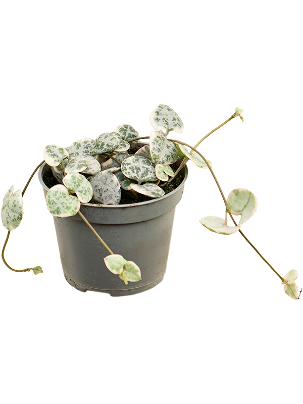 Ceropegia woodii Variegata