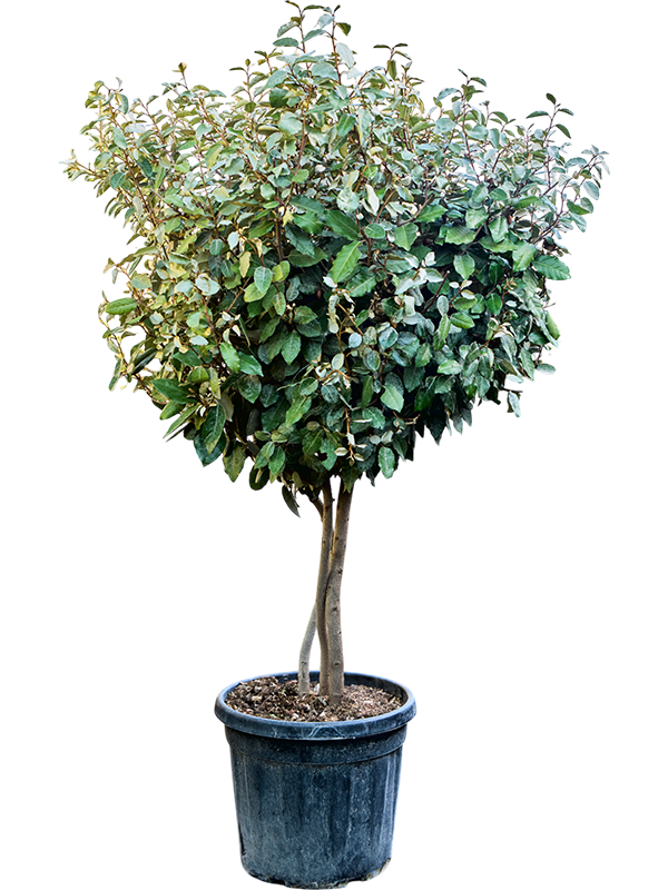 
                  
                    Chalef Elaeagnus ebbingei Compacta
                  
                
