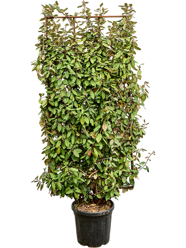 Chalef Elaeagnus ebbingei Compacta