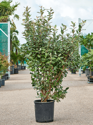 Chalef de Ebbing Elaeagnus ebbingei