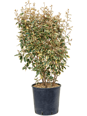 Chalef de Ebbing Elaeagnus 'Viveleg'