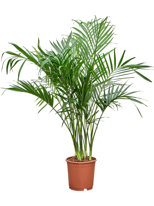 
                  
                    Chamaedorea cataractarum Stella
                  
                