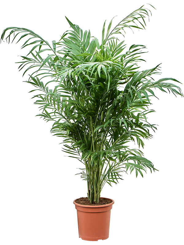 
                  
                    Chamaedorea elegans
                  
                