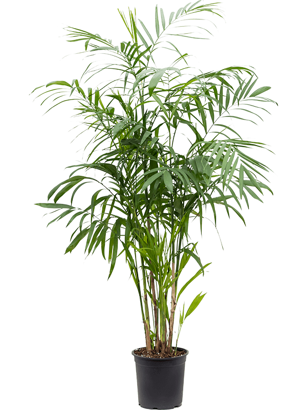 
                  
                    Chamaedorea seifrizii
                  
                