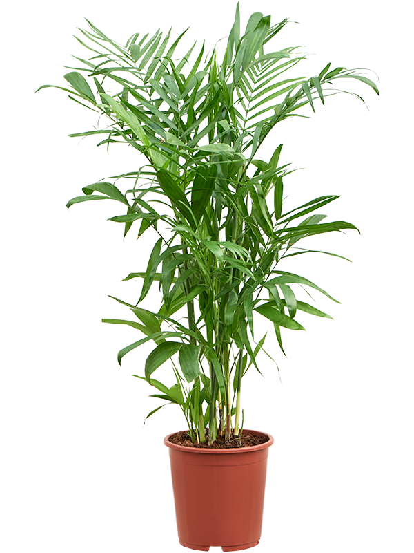
                  
                    Chamaedorea seifrizii
                  
                
