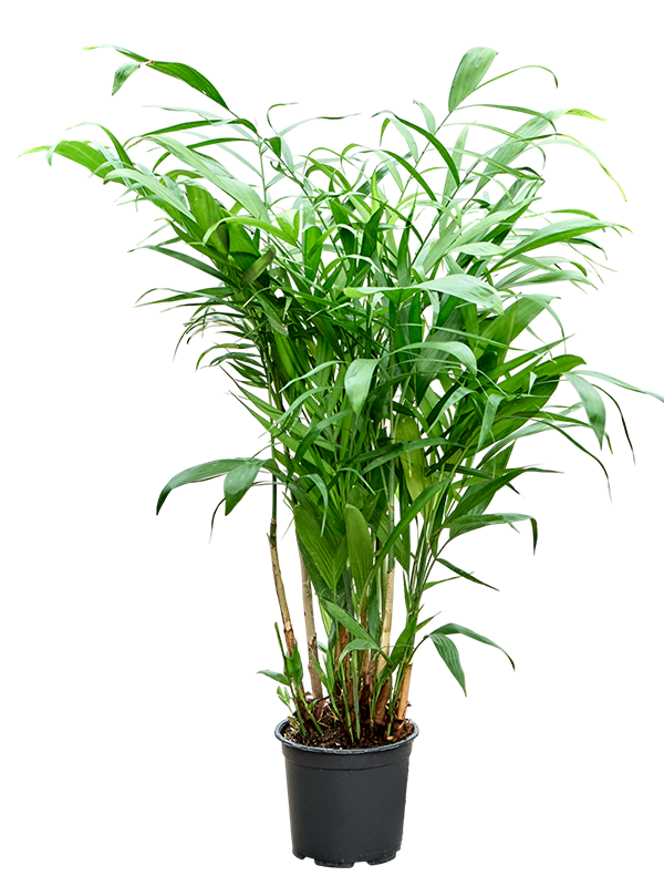 Chamaedorea seifrizii