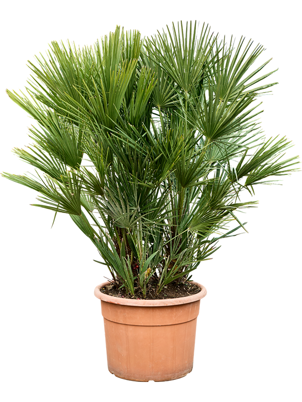 
                  
                    Chamaerops humilis
                  
                