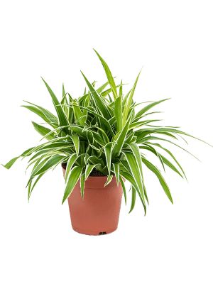 chlorophytum vert Chlorophytum comosum 'Ocean'