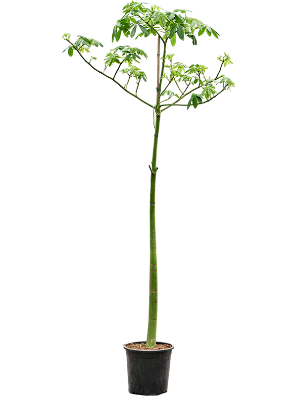 
                  
                    Chorisia speciosa
                  
                