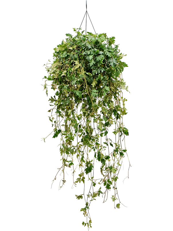 
                  
                    Cissus rhombifolia Ellen Danica
                  
                